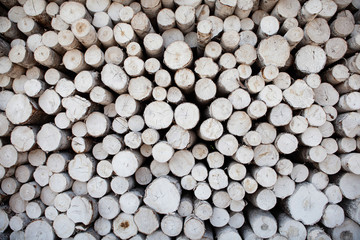 Canned logs in the open log warehouse for the plywood factory