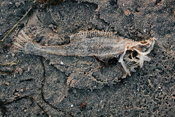fish in sand on beach 