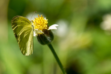 Yellow butterfly on a flower