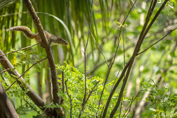 Squirrel getting ready to make a jump