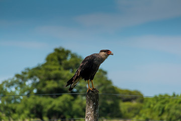 Carancho perched on a wiring pole in a field in Argentina.