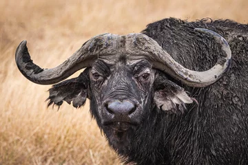 Cercles muraux Parc national du Cap Le Grand, Australie occidentale Buffalo in Ngorongoro