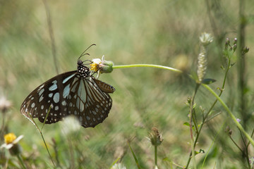 butterfly on a flower