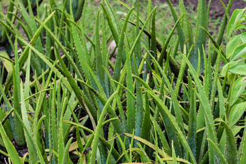 Aloe vera garden