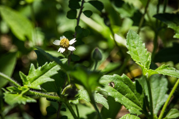 Yellow flower in the garden