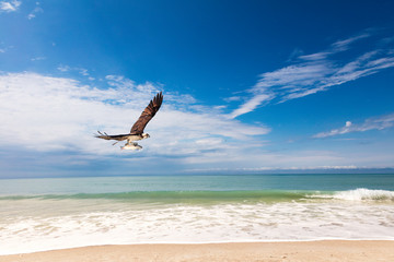 Fototapeta na wymiar Beach, water, blue sky, clouds and osprey with fish, Florida