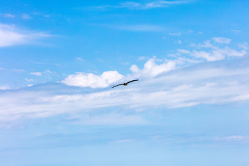 Beautiful clouds in front of flying pelican, Florida, USA