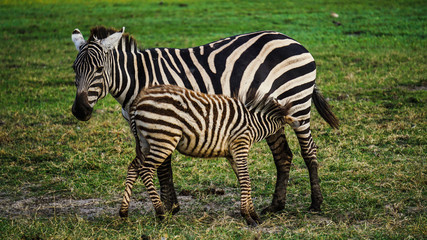 Fototapeta na wymiar Wilde Zebra Mutter füttert ihr Junges in der Wildnis