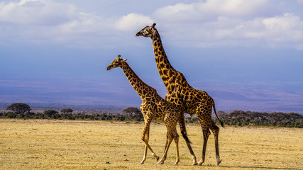 Wildes Giraffenpärchen