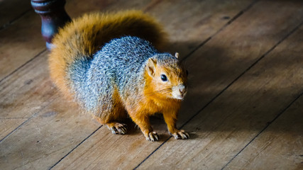 Wildes Eichhörnchen 