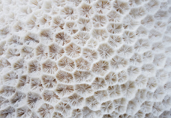 white coral texture as a natural background