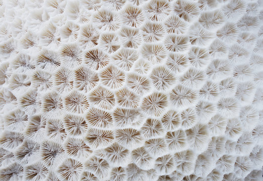 white coral texture as a natural background