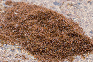 A large pile of floating fire ants