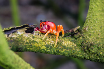 Red crab on a tree