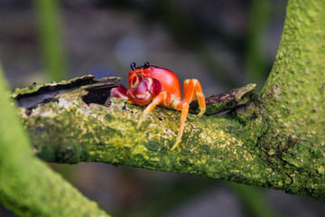 Red crab on a tree