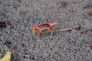Red crab claws up
