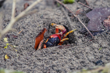 Red crab in hole