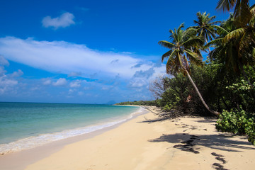 Obraz premium Plage des Salines en Martinique