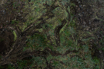 Baumwurzel -Adern mit Moos