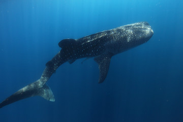 requin baleine