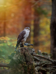 Eurasian sparrow hawk, Accipiter nisus, sitting on tree in the autumn forest. Wildlife animal from nature. Bird in the autumn forest habitat.