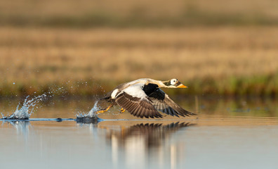 Spectacled Eider (somateria fischeri) in flight, Barrow Alaska