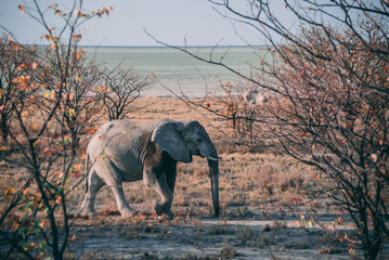 White african elephant from Etosha national Park, Namibia