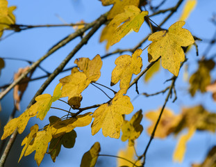 Autumnal colors with maple leaves