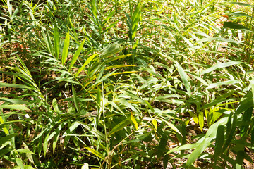 Ginger cultivation from Zanzibar, Tanzania. Spices cultivation