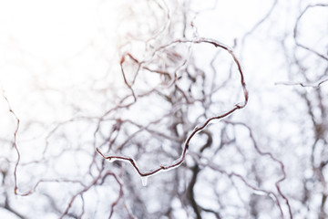 branch of a tree covered with snow