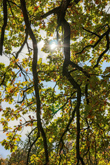 Beautiful view through the colorful leaves of an autumn tree with the sun shining
