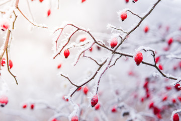 Rose hip red berries covered in snow