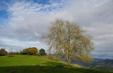 Ash in a meadow, with the mountains of Biscay in the background