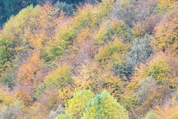 Autumn colors in a deciduous forest