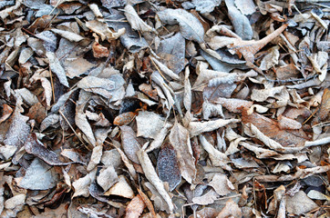 Fallen leaves covered with hoar frost in the morning park, cold, icy, frozen foliage and twigs