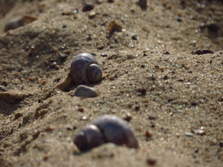 snail on the sand