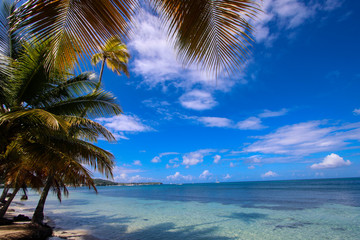 tropical beach with palm trees