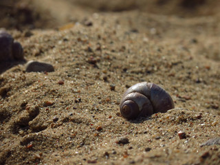 shell on the beach