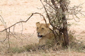 Obraz na płótnie Canvas Lioness at Serengeti National Park, Tanzania, Africa