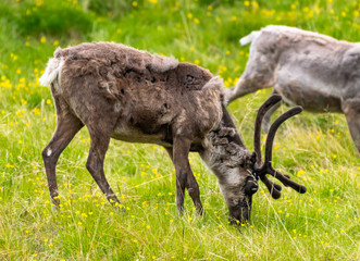 Naklejka na ściany i meble Wild reindeers in Norway 