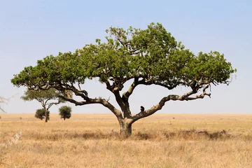 Fototapete Rund Serengeti National Park landscape, Tanzania, Africa © elleonzebon