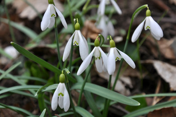 Flowering snowdrops in the woods