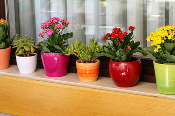 Various flowers in pots stand on the windowsill