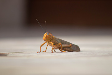 Close up of Mexican grasshopper 