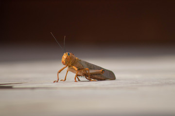Close up of Mexican grasshopper 
