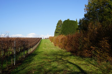 Grünstreifen zwischen dem neuen jüdischen Friedhof in Essingen in der Pfalz und einem Weingarten