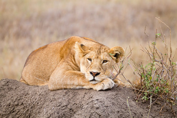 Obraz na płótnie Canvas Lioness close up. Serengeti National Park, Tanzania, Africa