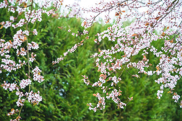 Cherry tree blooming in the spring garden