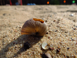 shell on the beach