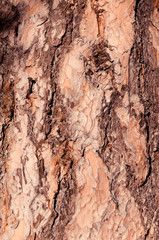 tree bark